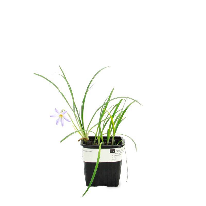 3 Étoiles de Printemps 'Uniflorum' (Ipheion 'Uniflorum') - Lot de 3 vivaces - Pépinières Naudet - Image 2
