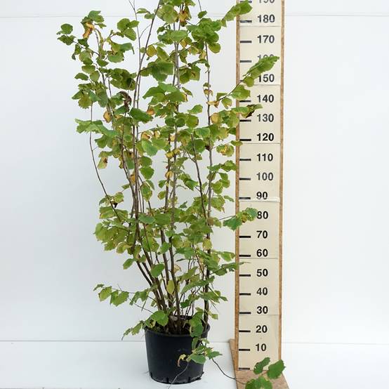 Noisetier Syrena - Corylus avellana Pot de 12L/15L - Image 2