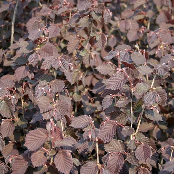 Noisetier Syrena - Corylus avellana Pot de 12L/15L - Image 1