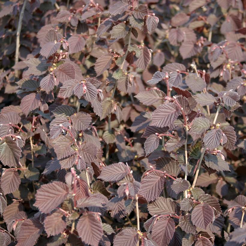 Noisetier Syrena - Corylus avellana Pot de 12L/15L - Image 1