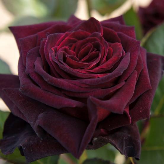 Rosier à grandes fleurs Black Baccara Pot de 4L/5L
