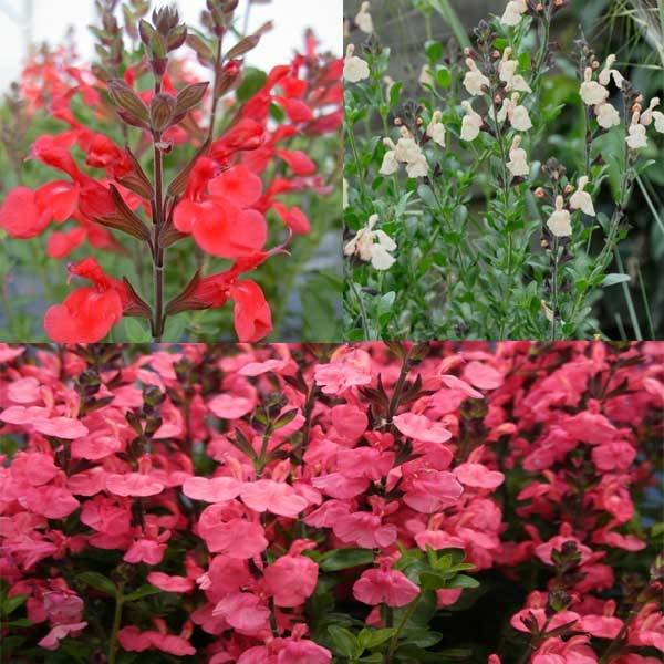 Collection de 3 Sauges - Collection de 3 plantes
