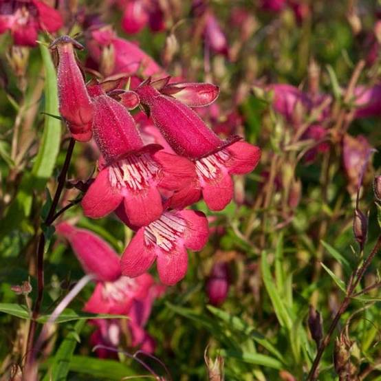 Promesse de Fleurs - Penstemon hybride Garnet - Galane Godet de 8/9 cm