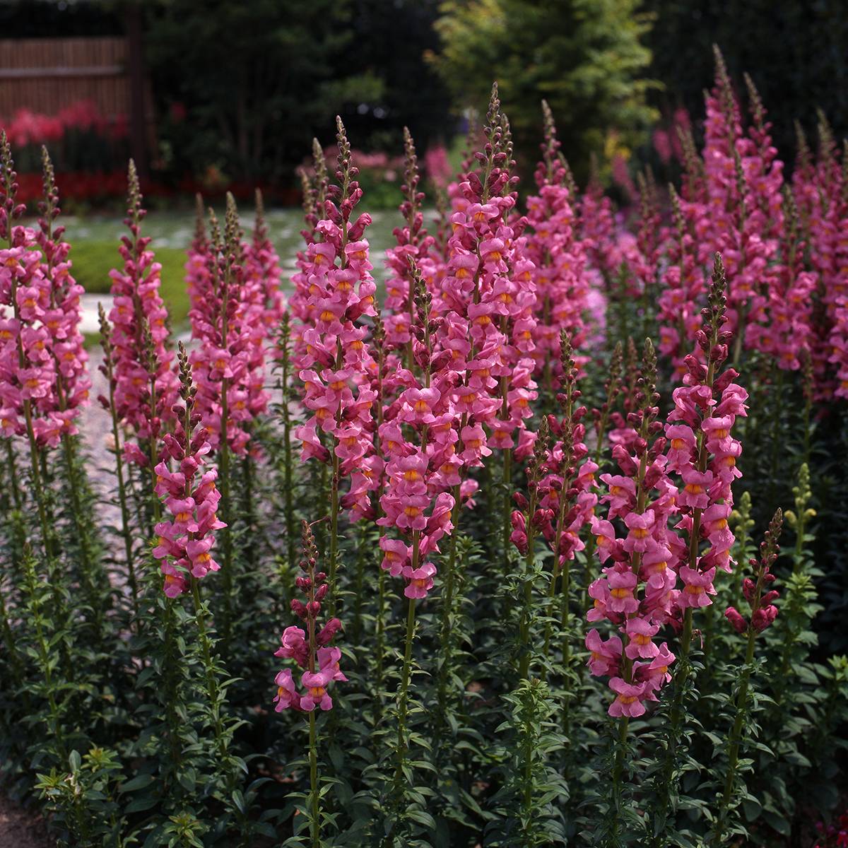 Graines de Muflier Rocket Rose Shades - Antirrhinum majus le sachet de 35 graines environ