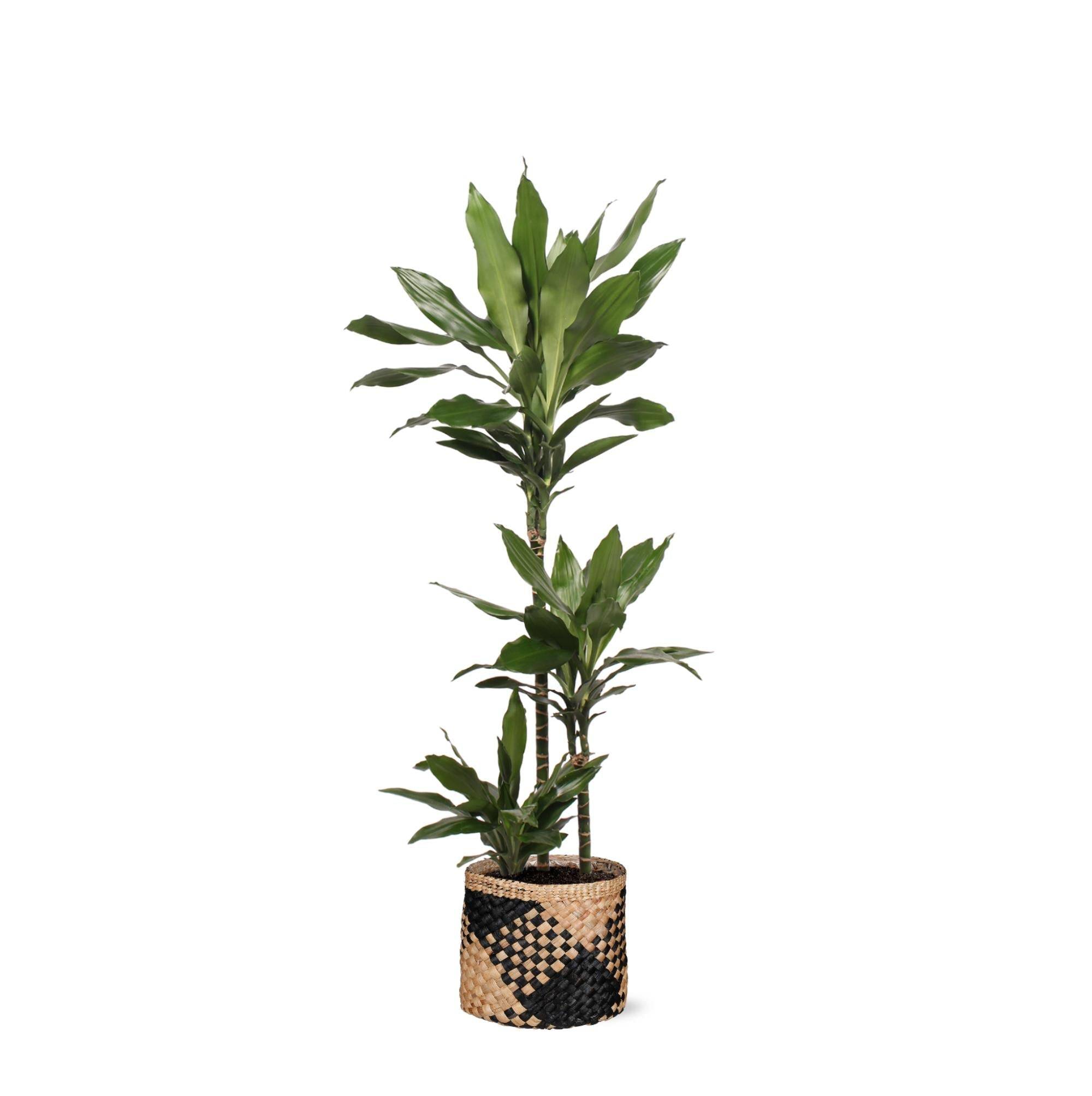 La Green Touch - Dracaena Janet Lind et son pot- La Green Touch Panier naturel Noir - Hauteur 24cm