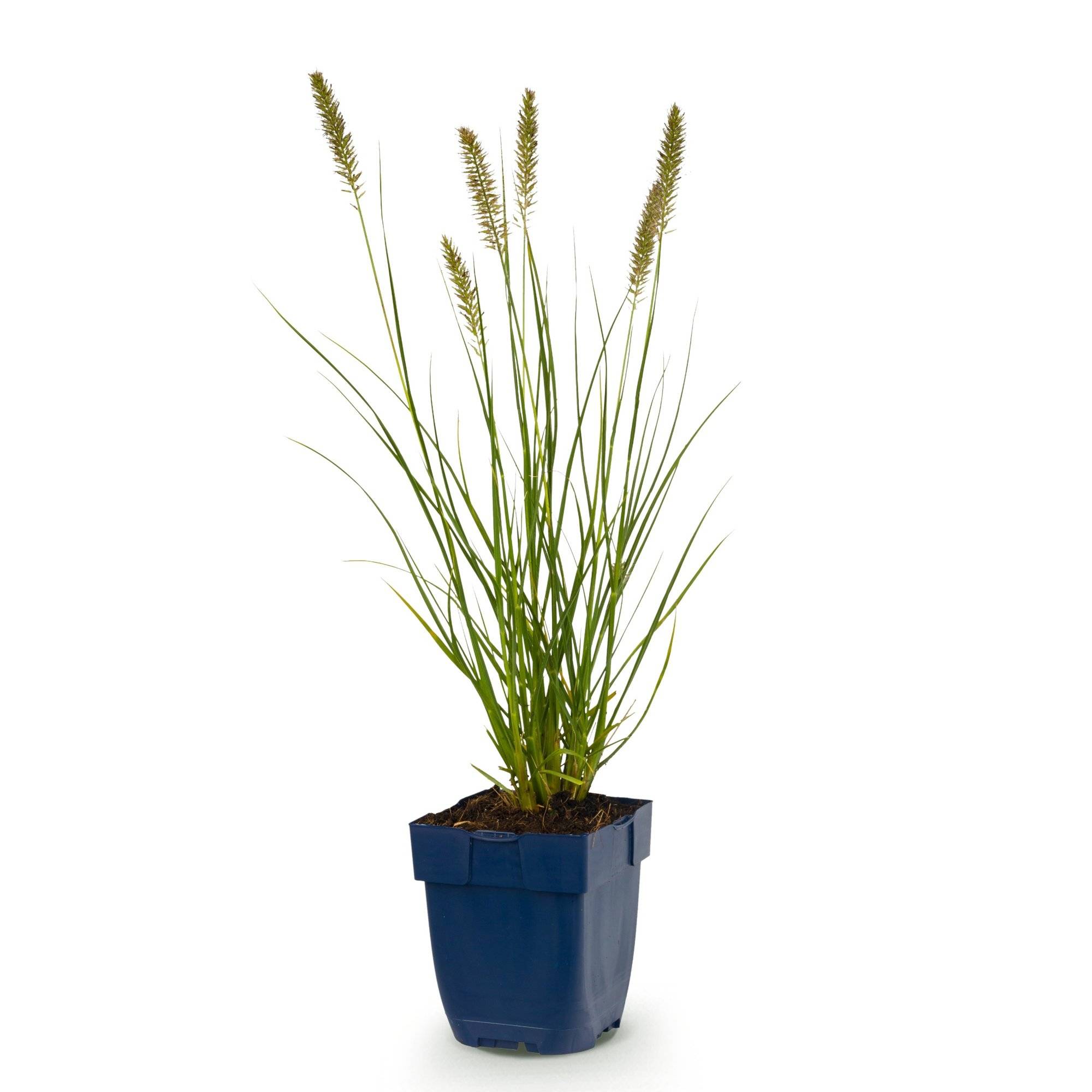 Herbe aux écouvillons 'Hameln' (Pennisetum alopecuroides) - graminée ornementale - Pot 11 cm - Hauteur 25 cm - 1 plant - Plantes d'intérieur - Image 2