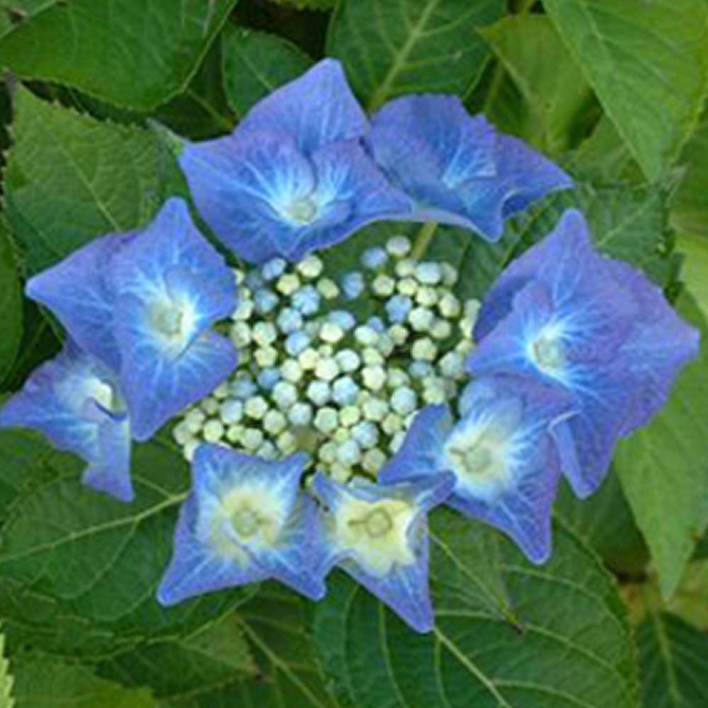Gardenersdream - Hortensia 'Teller Bleu' arbuste à feuilles caduques plante vivace en pot - GardenersDream - Image 3