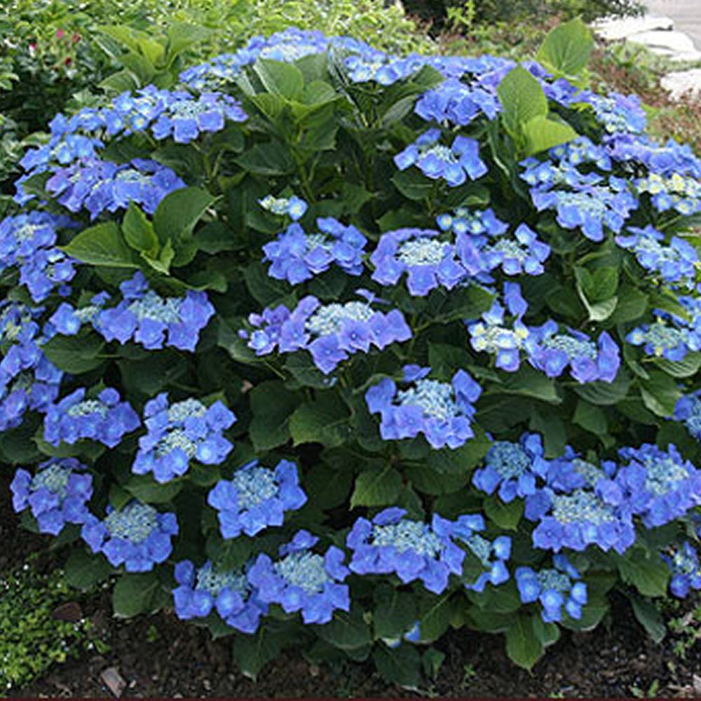 Gardenersdream - Hortensia 'Teller Bleu' arbuste à feuilles caduques plante vivace en pot - GardenersDream - Image 1