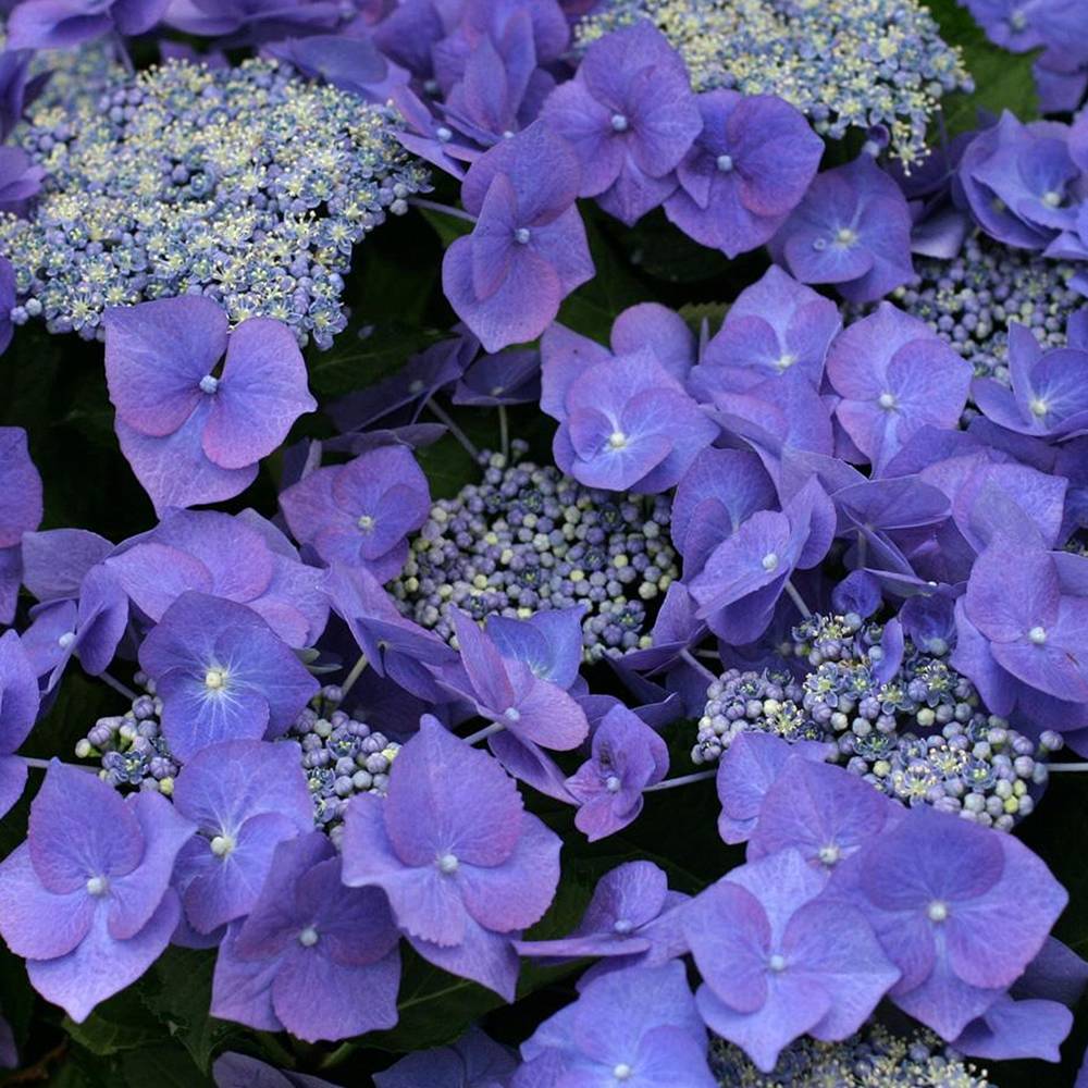 Gardenersdream - Hortensia 'Teller Bleu' arbuste à feuilles caduques plante vivace en pot - GardenersDream - Image 2