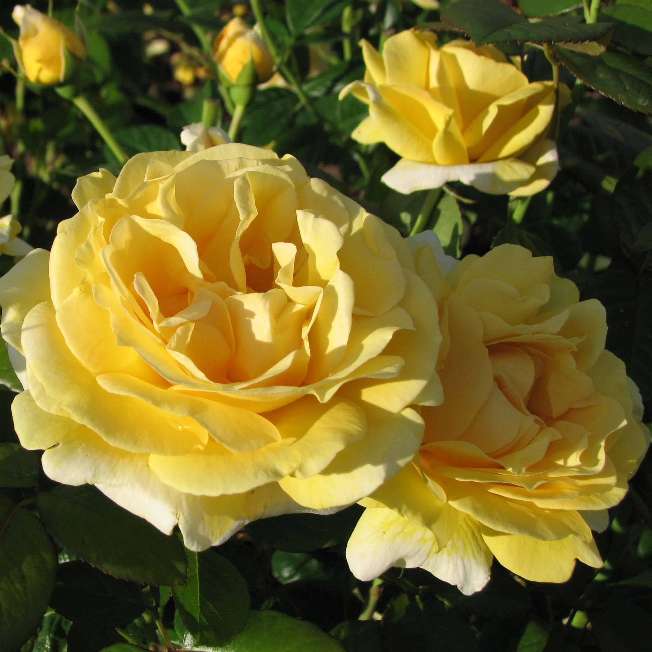 Promesse de Fleurs - Rosier à grandes fleurs Michelangelo Racines nues en motte