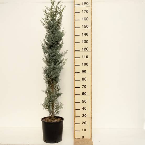 Cyprès de l'Arizona Fastigiata - Cupressus arizonica Pot de 18L/20L, Buisson, Touffe - Image 2