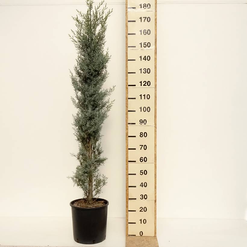 Cyprès de l'Arizona Fastigiata - Cupressus arizonica Pot de 18L/20L, Buisson, Touffe - Image 2