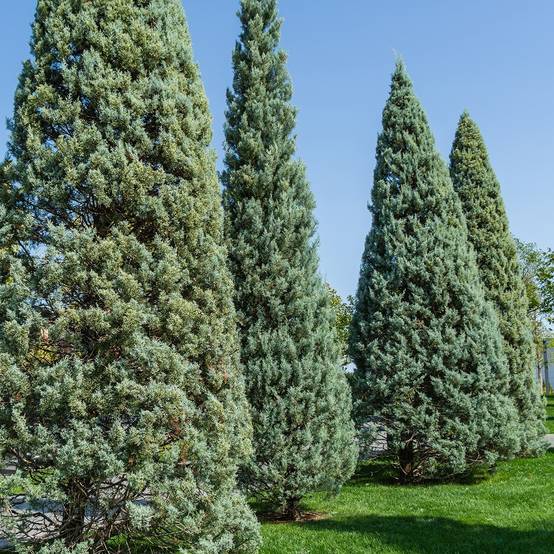 Cyprès de l'Arizona Fastigiata - Cupressus arizonica Pot de 18L/20L, Buisson, Touffe - Image 1