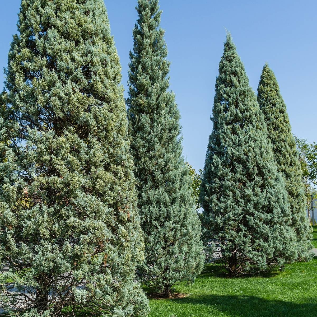Cyprès de l'Arizona Fastigiata - Cupressus arizonica Pot de 18L/20L, Buisson, Touffe - Image 1