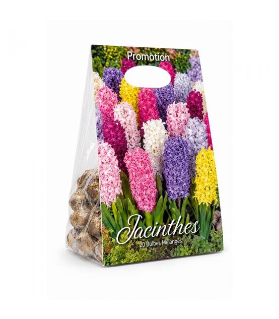 Jacinthes en mélange Sgaravatti 10 bulbes, floraison printanière colorée idéale en pot et massif - GIA80 - Image 2