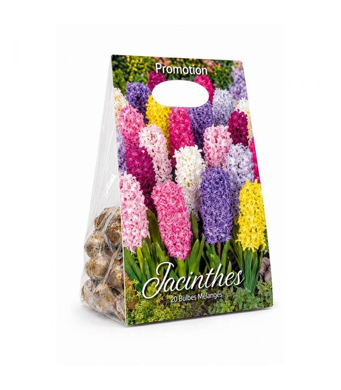Jacinthes en mélange Sgaravatti 10 bulbes, floraison printanière colorée idéale en pot et massif - GIA80 - Image 2