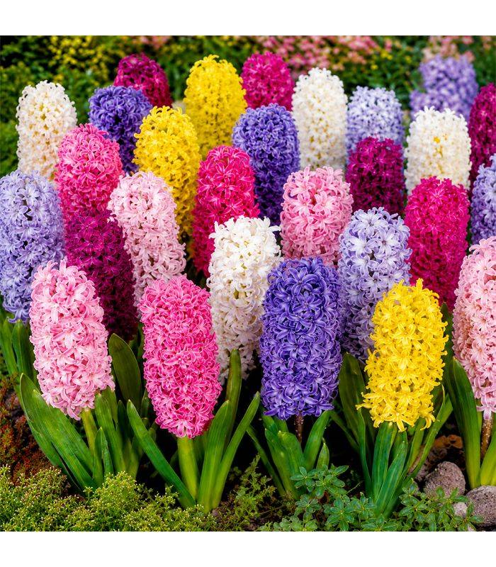 Jacinthes en mélange Sgaravatti 10 bulbes, floraison printanière colorée idéale en pot et massif - GIA80 - Image 1
