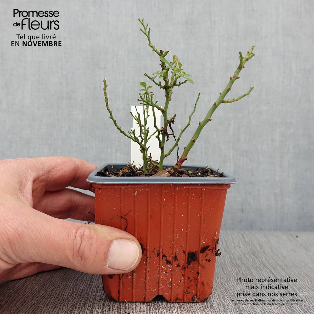 Promesse de Fleurs - Rosier miniature Cutie Pie Godet de 8/9 cm - Image 2