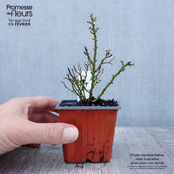 Promesse de Fleurs - Rosier miniature Cutie Pie Godet de 8/9 cm - Image 1