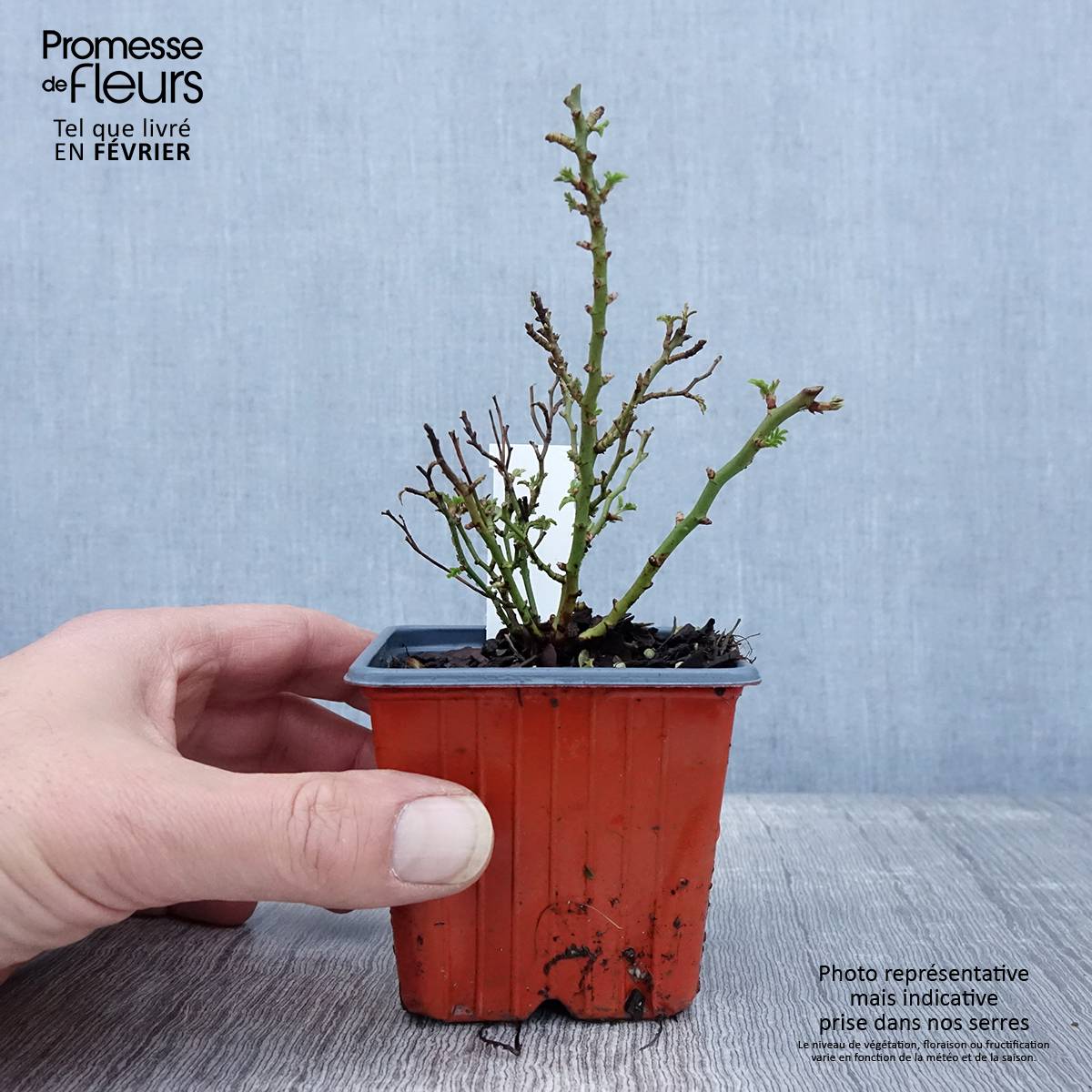 Promesse de Fleurs - Rosier miniature Cutie Pie Godet de 8/9 cm