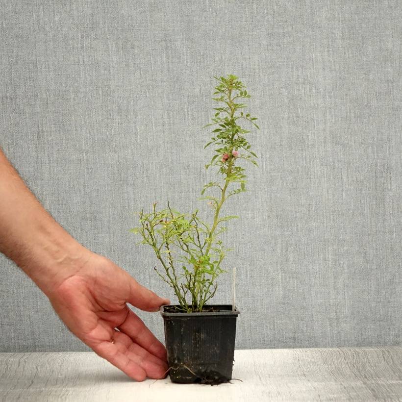 Promesse de Fleurs - Rosier miniature Cutie Pie Godet de 8/9 cm - Image 4