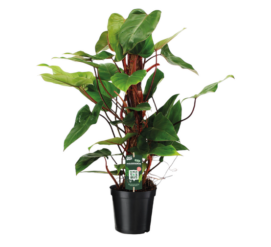 Philodendron Red Emerald 80cm - Plante d'intérieur- La Green Touch - Image 1