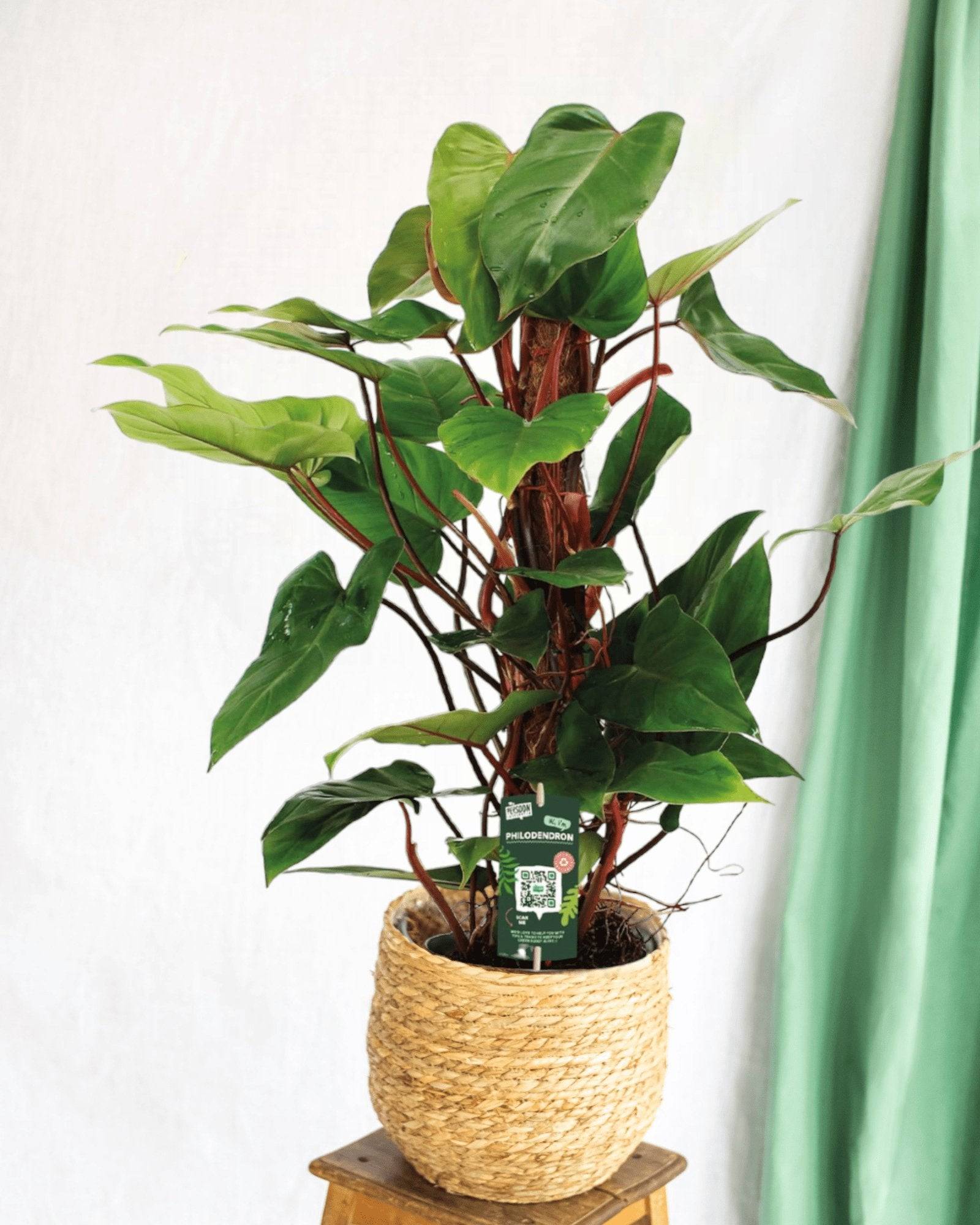 Philodendron Red Emerald 80cm - Plante d'intérieur- La Green Touch - Image 2