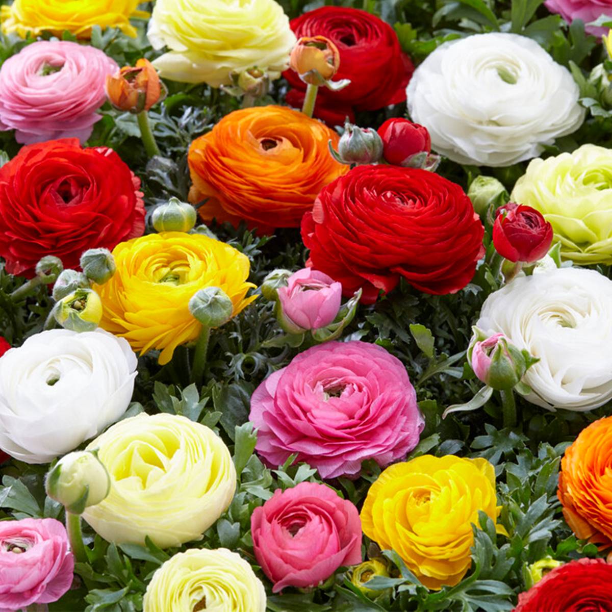 Mélange de 50 - Renoncule - Renoncule - Bouton d'Or - Mélange de Couleurs - Bulbes à Fleurs - Image 1