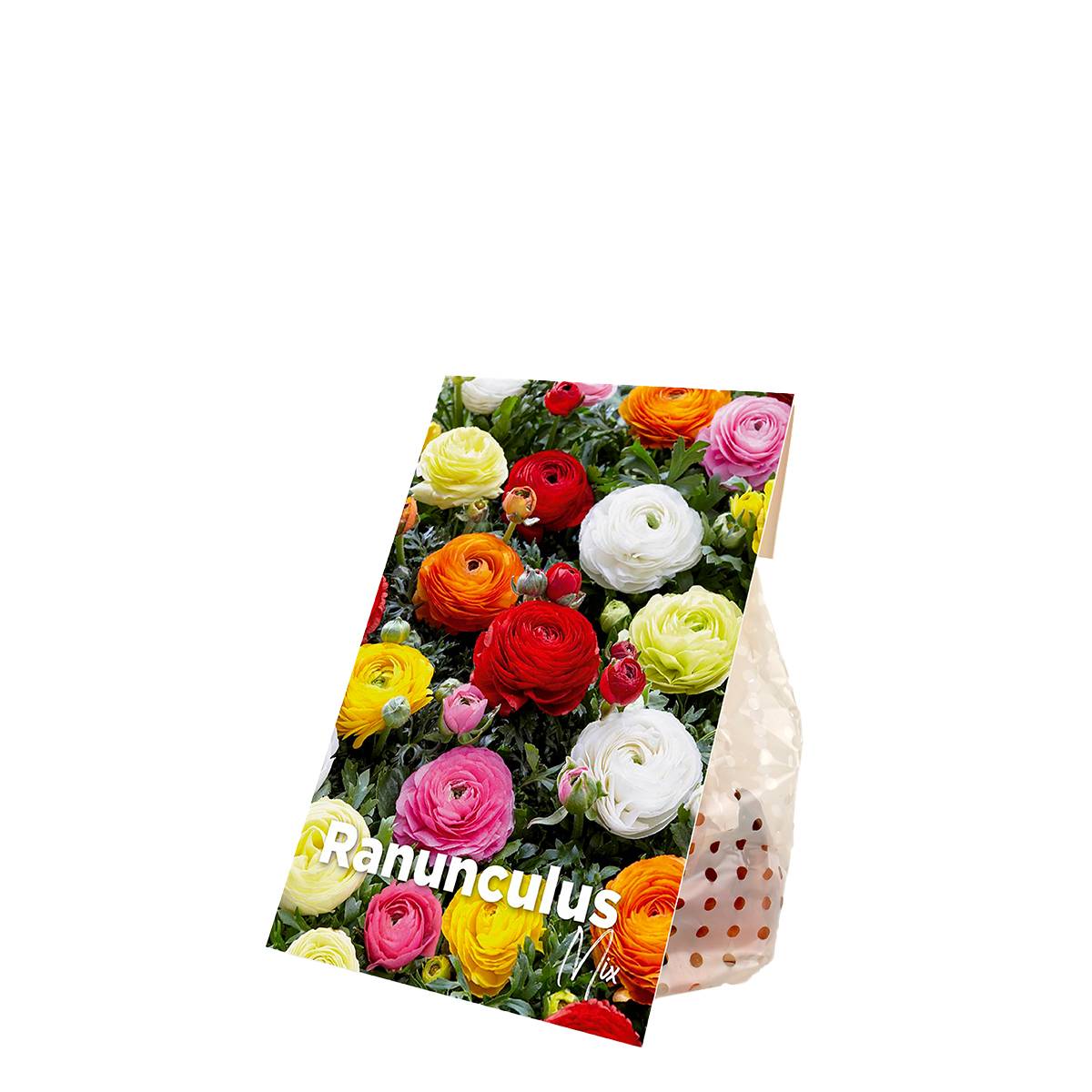Mélange de 50 - Renoncule - Renoncule - Bouton d'Or - Mélange de Couleurs - Bulbes à Fleurs - Image 2