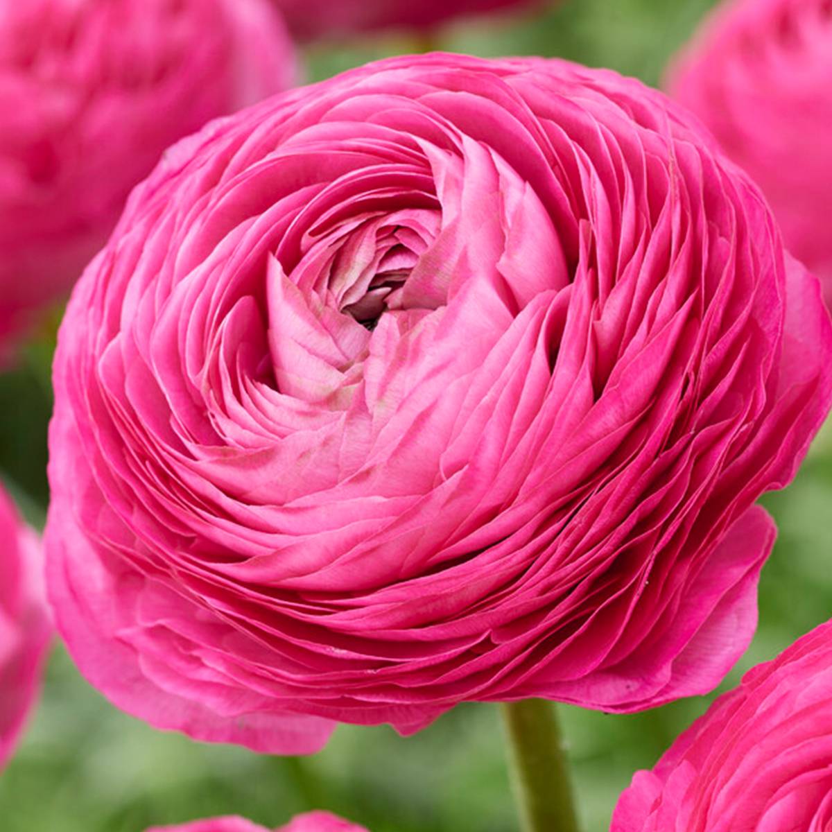 Mélange de 50 - Renoncule - Renoncule - Bouton d'Or - Mélange de Couleurs - Bulbes à Fleurs - Image 7