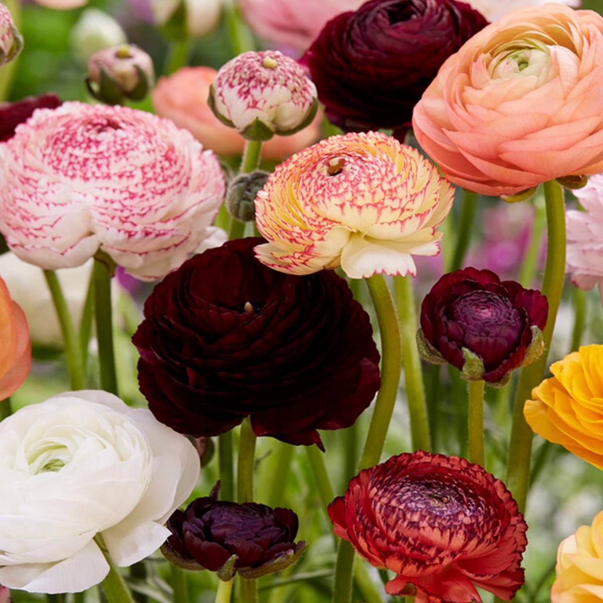 Mélange de 50 - Renoncule - Renoncule - Bouton d'Or - Mélange de Couleurs - Bulbes à Fleurs - Image 5