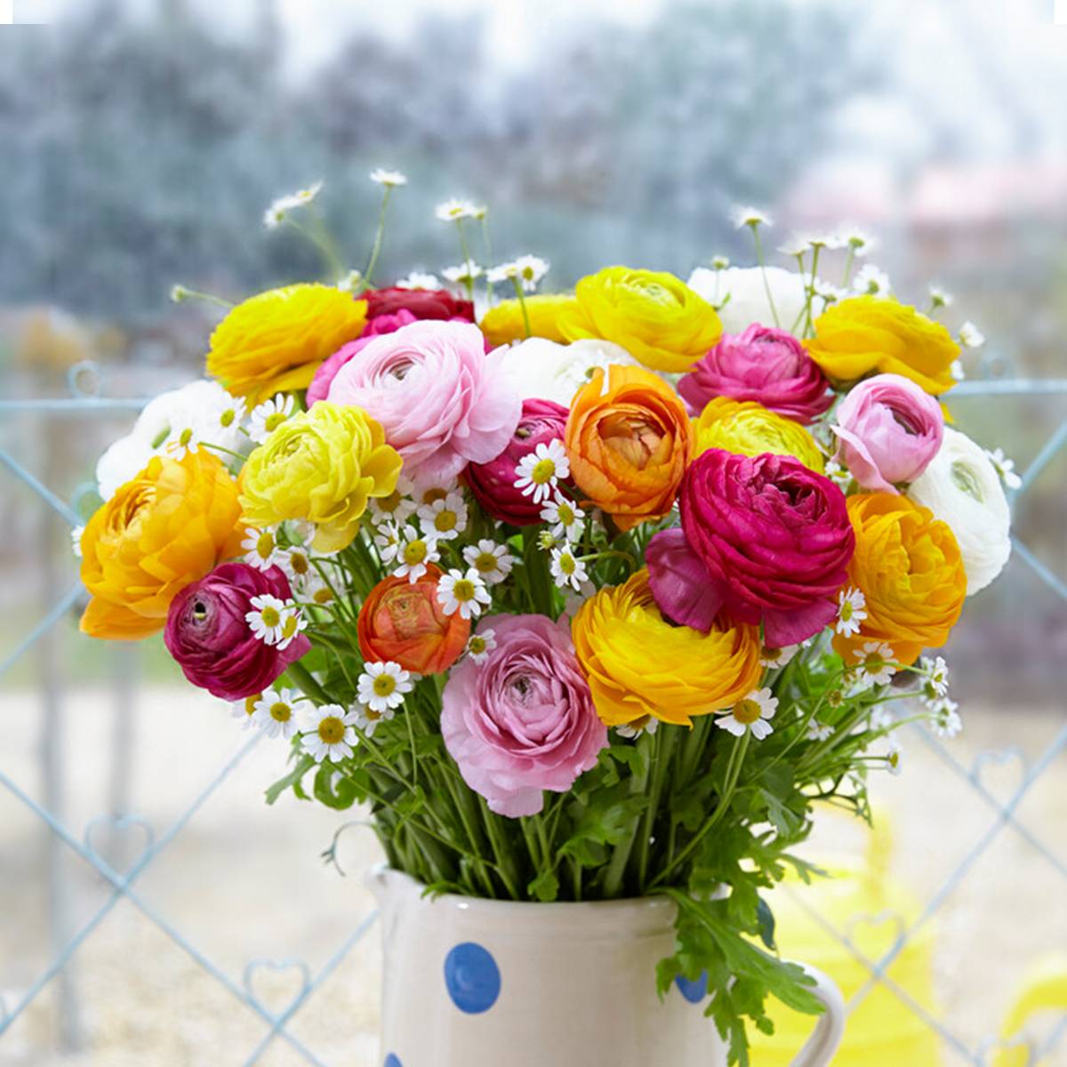 Mélange de 50 - Renoncule - Renoncule - Bouton d'Or - Mélange de Couleurs - Bulbes à Fleurs - Image 4