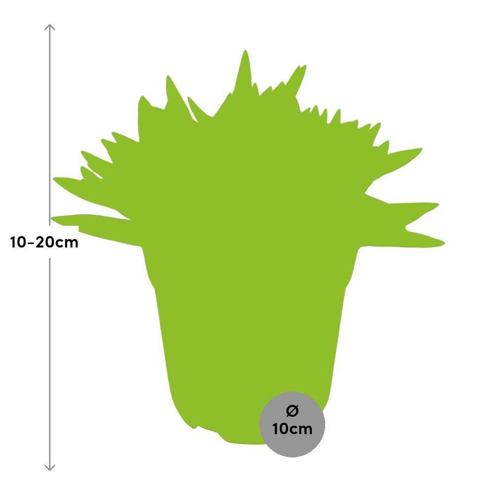La Green Touch - Crassula Tenelli - Plante grasse - H 15 cm, pot Ø10 cm - Image 2