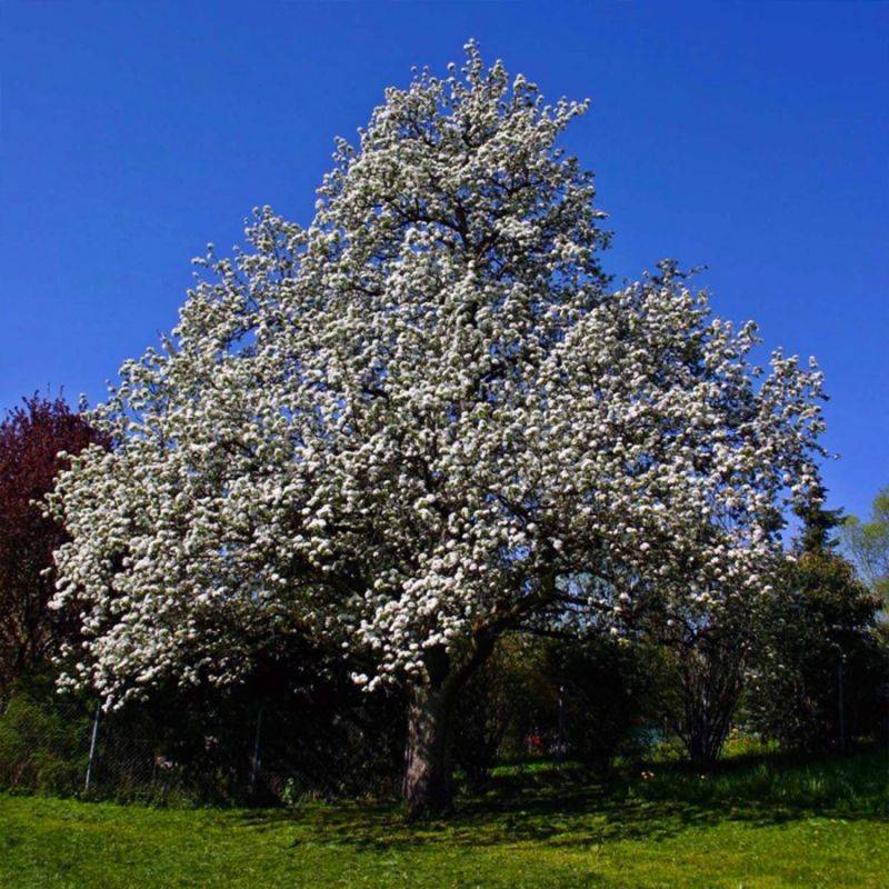 Poirier 'Doyenné du Comice' (Pyrus communis 'Doyenné du Comice') - Scion de 100cm - Pépinières Naudet - Image 2