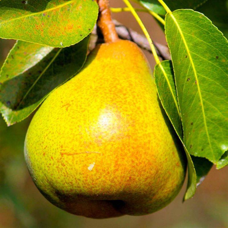 Poirier 'Doyenné du Comice' (Pyrus communis 'Doyenné du Comice') - Scion de 100cm - Pépinières Naudet - Image 1