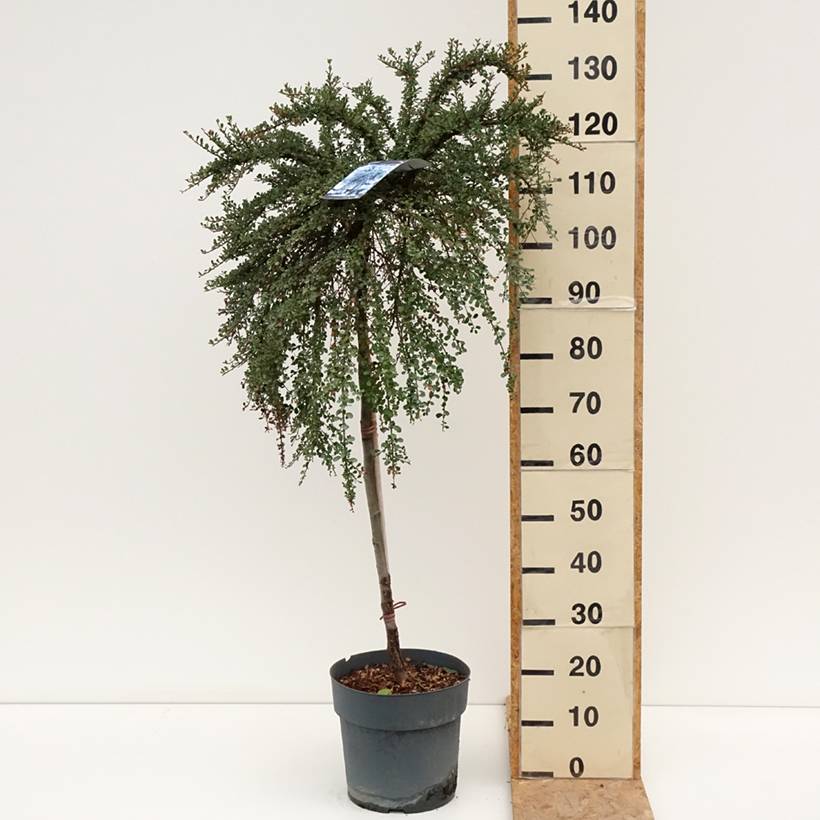 Cotoneaster congestus Pot de 7,5L/10L, Tige, Tige de 80 - Image 2