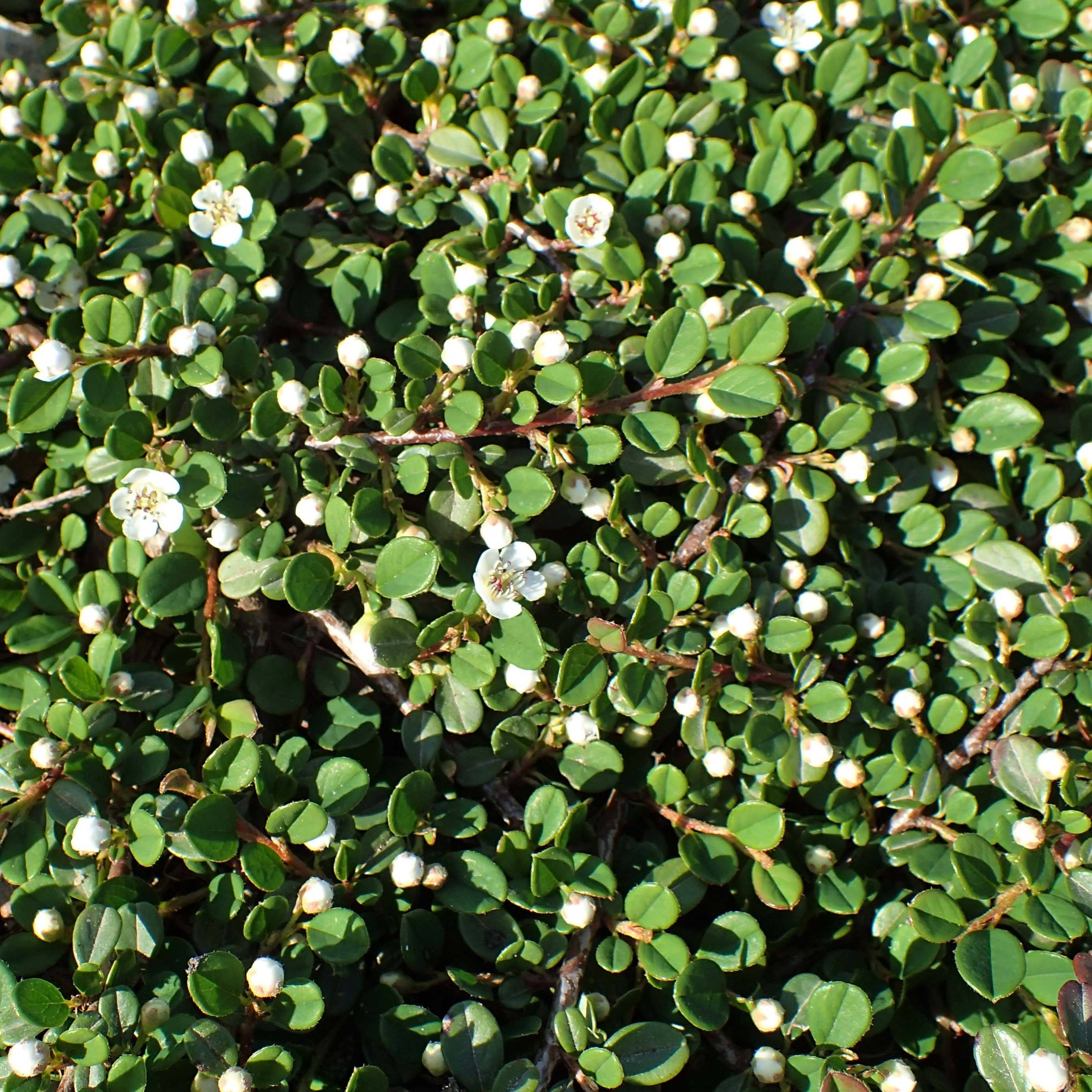 Cotoneaster congestus Pot de 7,5L/10L, Tige, Tige de 80
