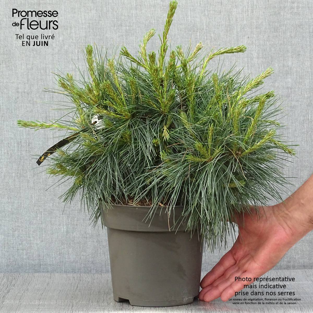 Promesse de Fleurs - Pin de Weymouth nain - Pinus strobus Niagara Falls Pot de 3L/4L - Image 2