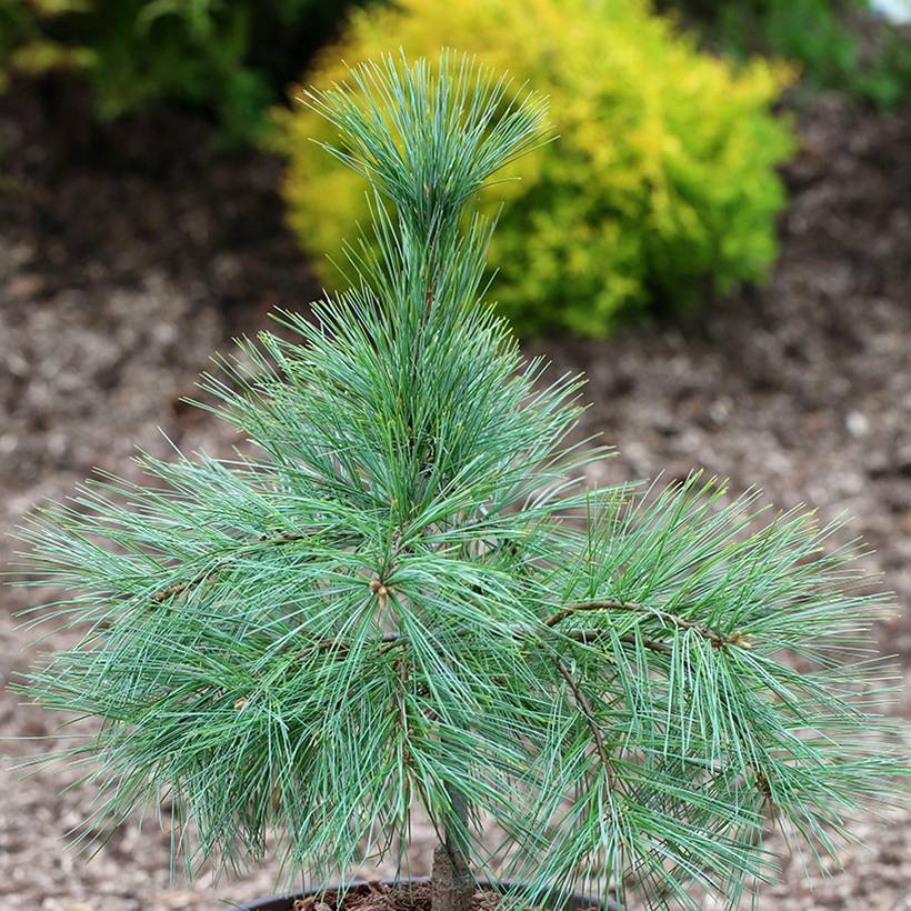 Promesse de Fleurs - Pin de Weymouth nain - Pinus strobus Niagara Falls Pot de 3L/4L - Image 1