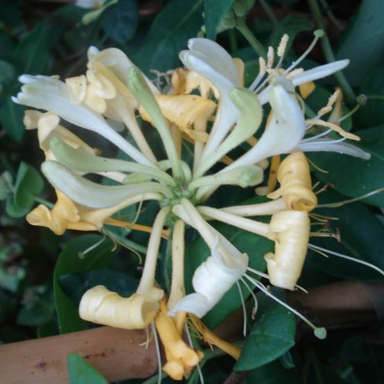 Chèvrefeuille Scentsation - Lonicera periclymenum Pot de 3L/4L
