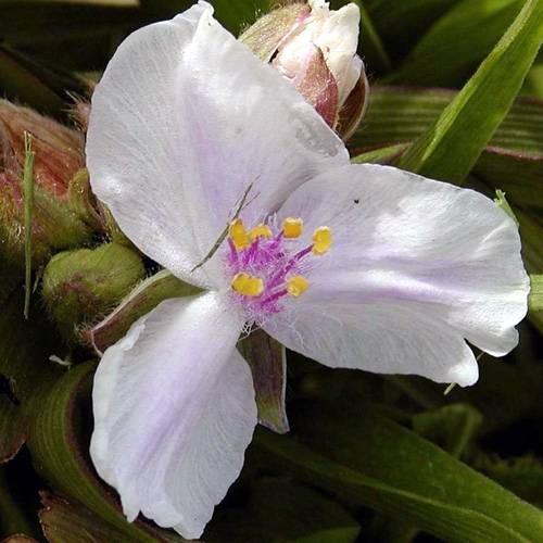 Promesse de Fleurs - Tradescantia andersoniana Domaine de Courson Godet de 8/9 cm - Image 1