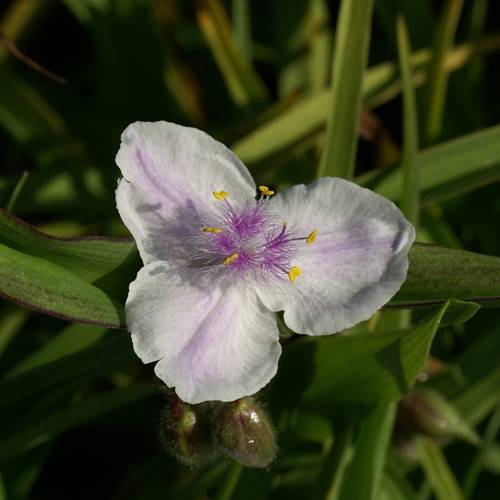 Promesse de Fleurs - Tradescantia andersoniana Domaine de Courson Godet de 8/9 cm - Image 2