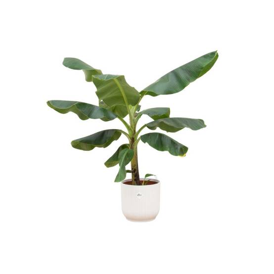 Bananier Musa 100cm et son pot- La Green Touch Blanc 22cm - Hauteur 100cm