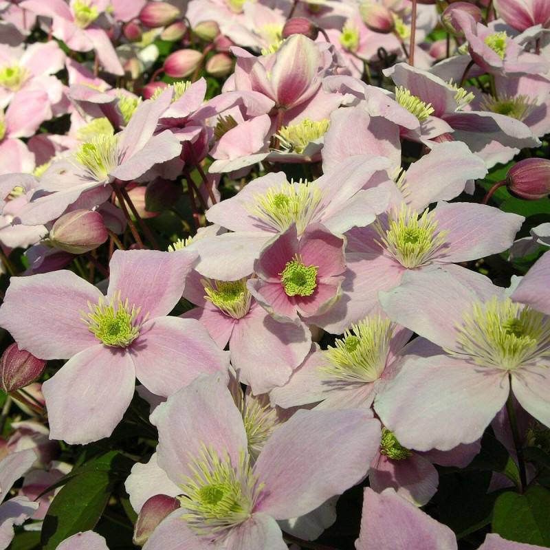 Clématite montana Pink Perfection à fleurs Rose - feuillage Caduc - Pot de 3L - Echelle bambou 60/120 cm-  hauteur à maturité De 5,00 m à 10,00 m - Image 9