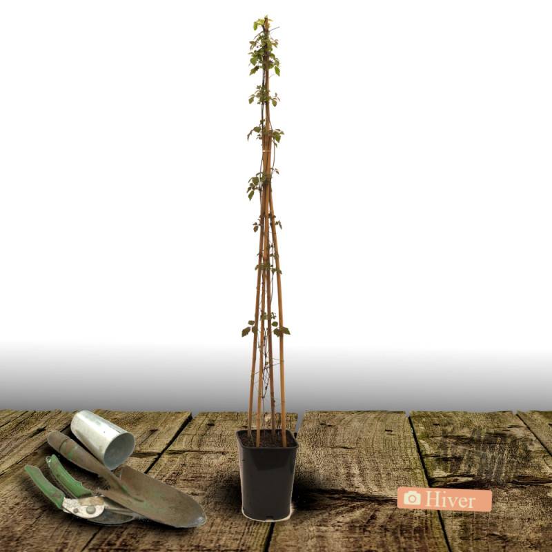 Clématite montana Pink Perfection à fleurs Rose - feuillage Caduc - Pot de 3L - Echelle bambou 60/120 cm-  hauteur à maturité De 5,00 m à 10,00 m - Image 8