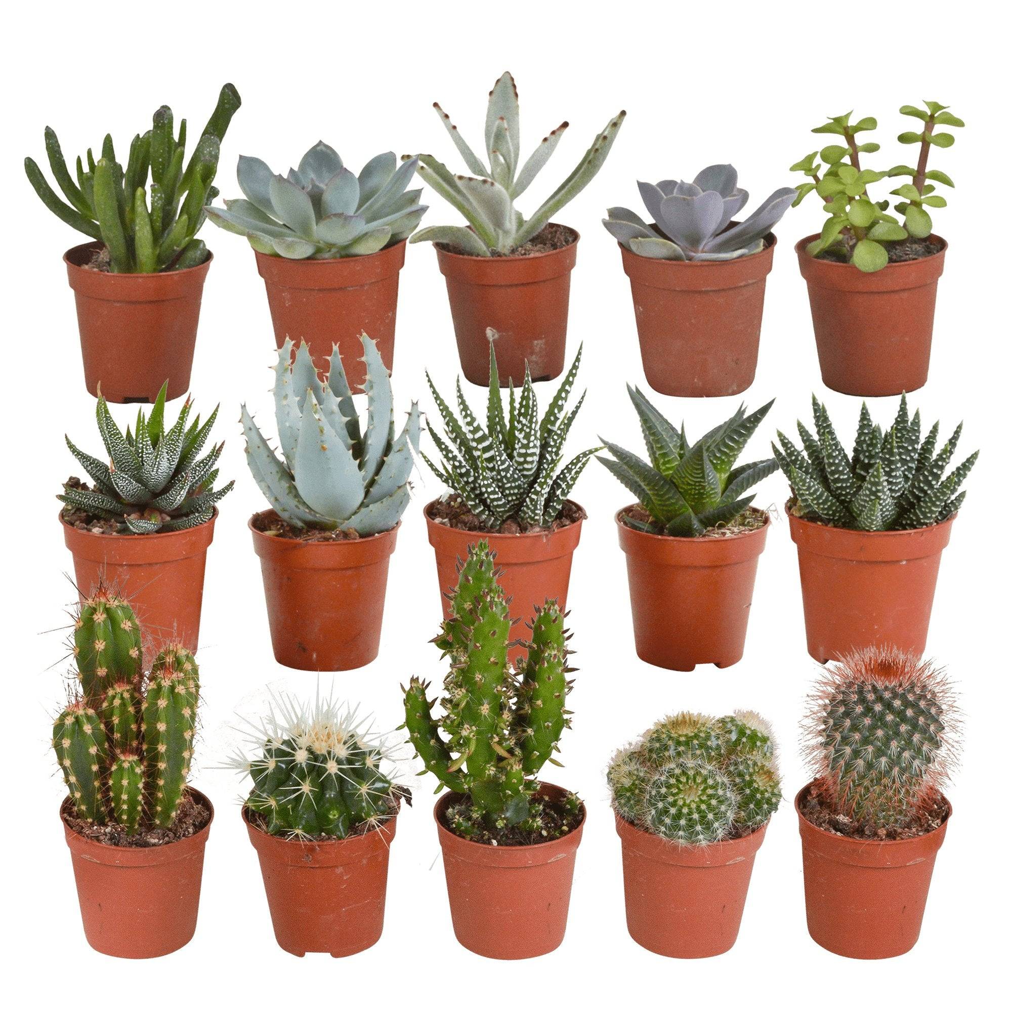 Coffret cactus, succulentes - Lot de 15 plantes, h13cm- La Green Touch - Image 4