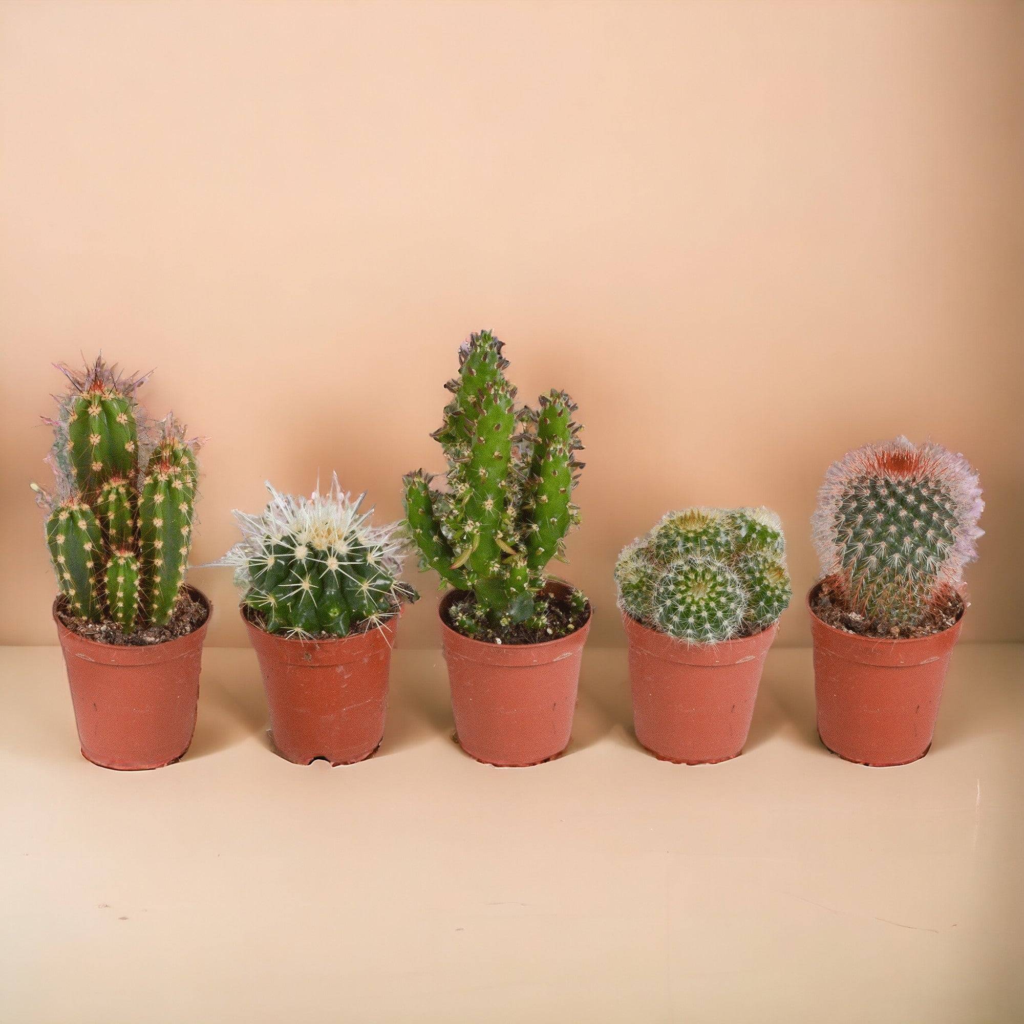 Coffret cactus, succulentes - Lot de 15 plantes, h13cm- La Green Touch - Image 1