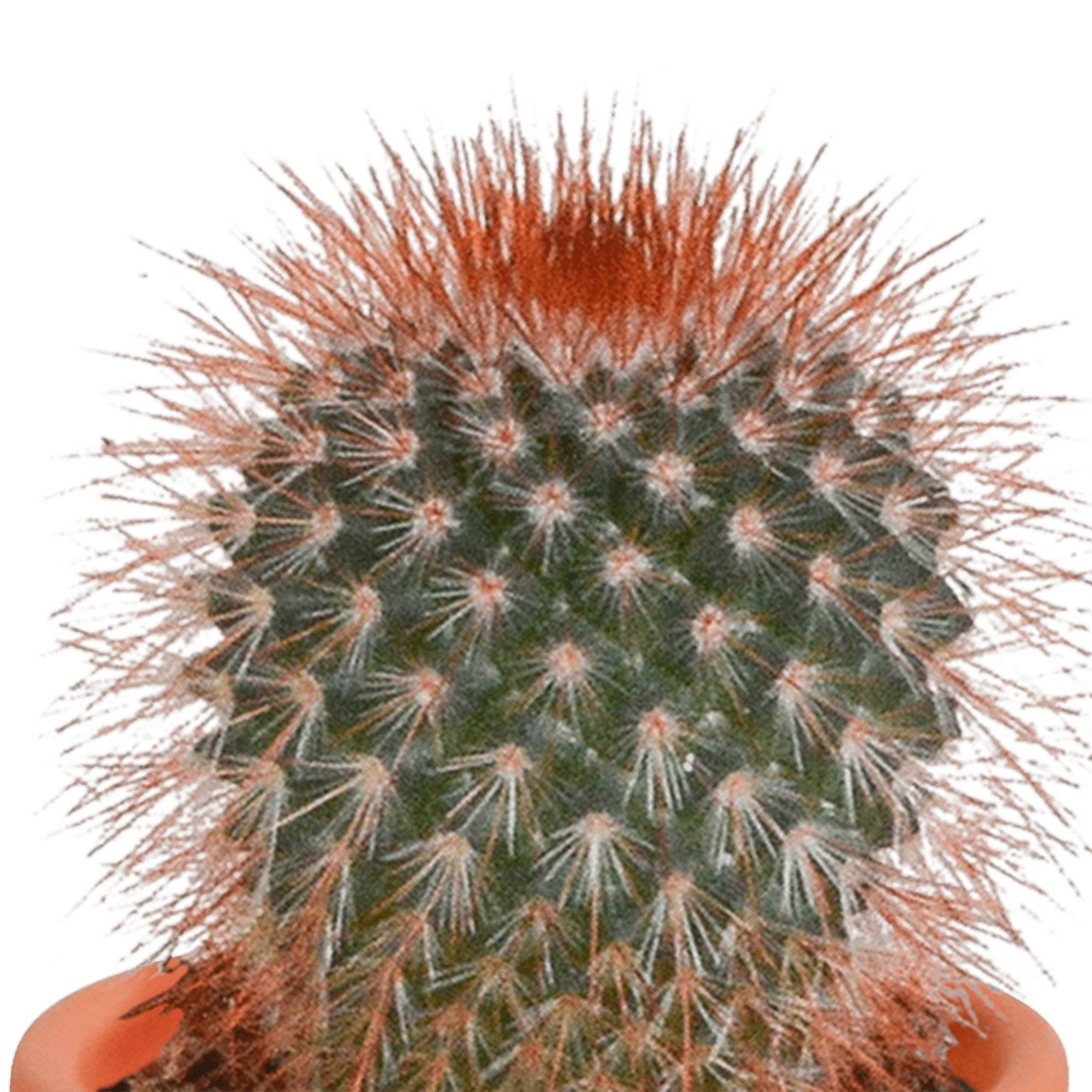 Coffret cactus, succulentes - Lot de 15 plantes, h13cm- La Green Touch - Image 2