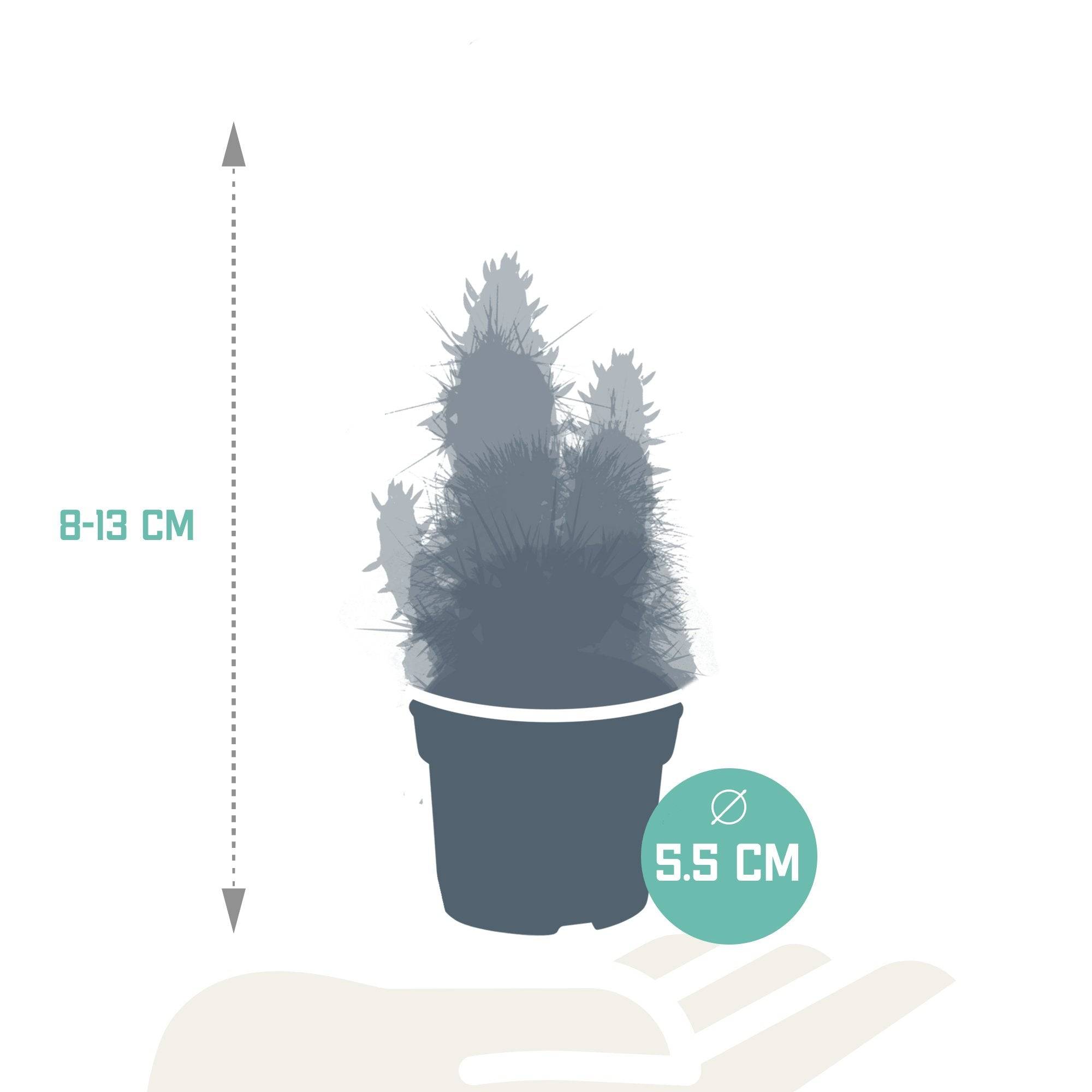 Coffret cactus, succulentes - Lot de 15 plantes, h13cm- La Green Touch - Image 7