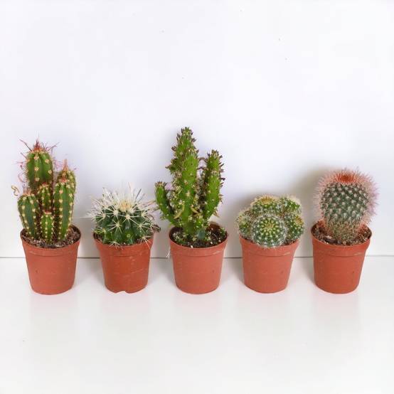 Coffret cactus, succulentes - Lot de 15 plantes, h13cm- La Green Touch - Image 5